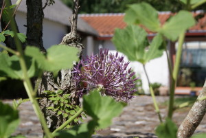 SONY DSC